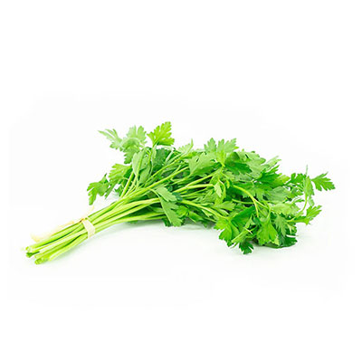 Cilantro